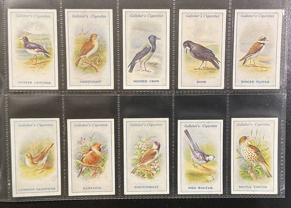 Thumbnail: Gallaher British Birds By George Rankin Cigarette Cards