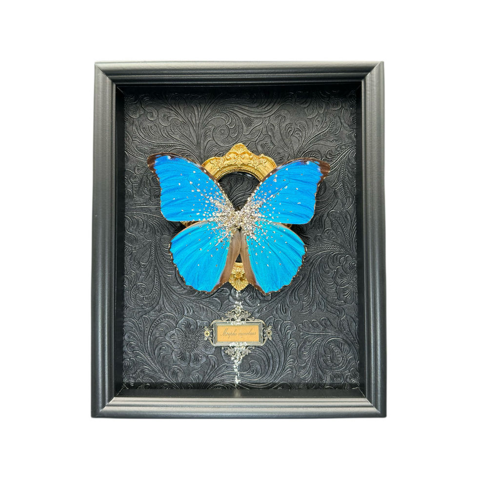Morpho Menelaus Decoration Frame Home Decoration Gift Ideas By REBE77E