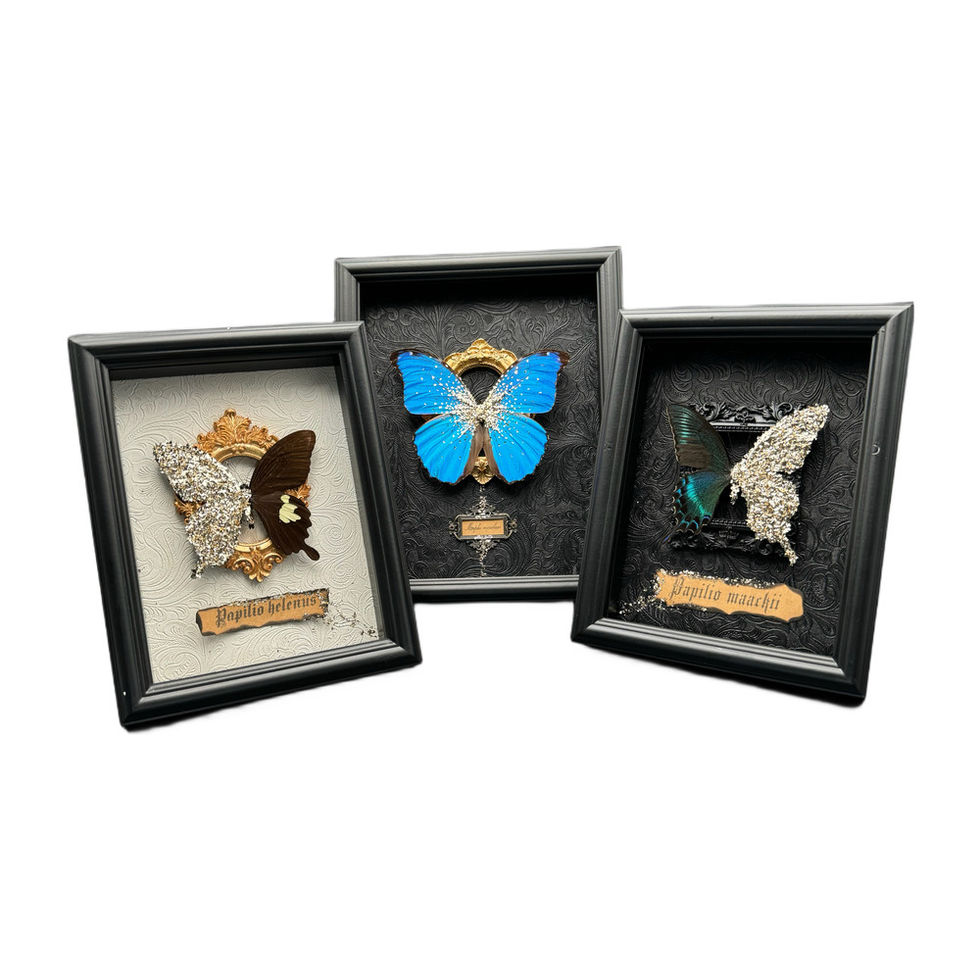 Morpho Menelaus Decoration Frame Home Decoration Gift Ideas By REBE77E