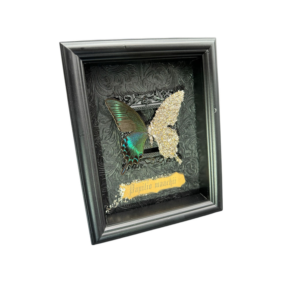 Papilio Maackii Gold Decoration Frame Gift Ideas By REBE77E