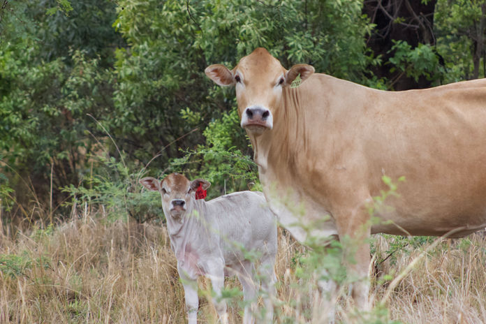 cow.jpeg