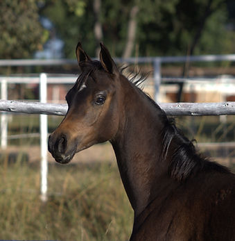 SS HAYAMYSTIQUE_8290 (1).CR2