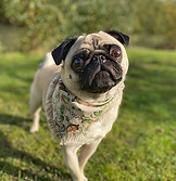 Waldocks paws pet products bandana