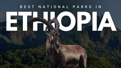 White and Brown India National Parks Travel Youtube Thumbnail