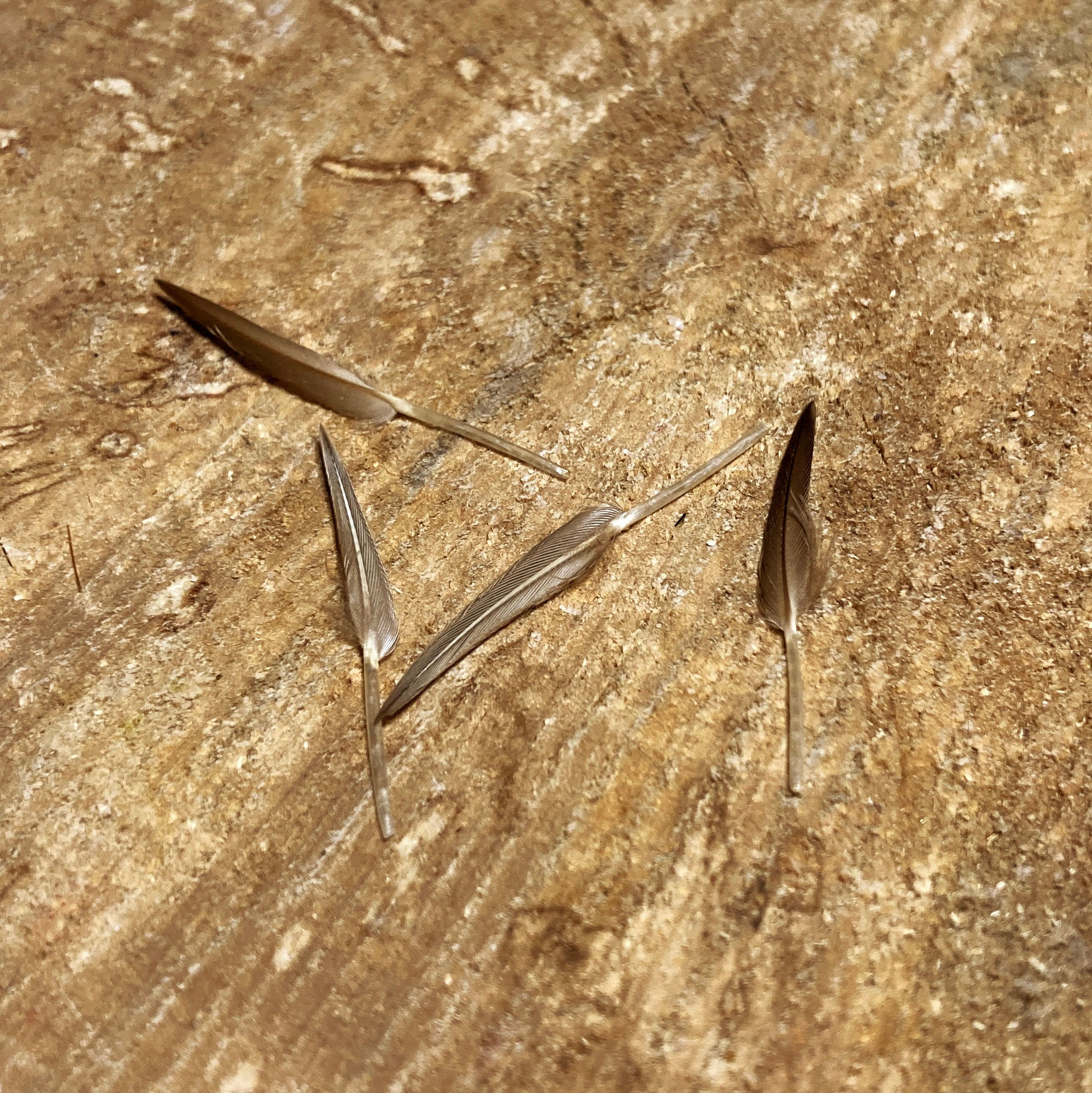 Plumes de couronne de perdrix 