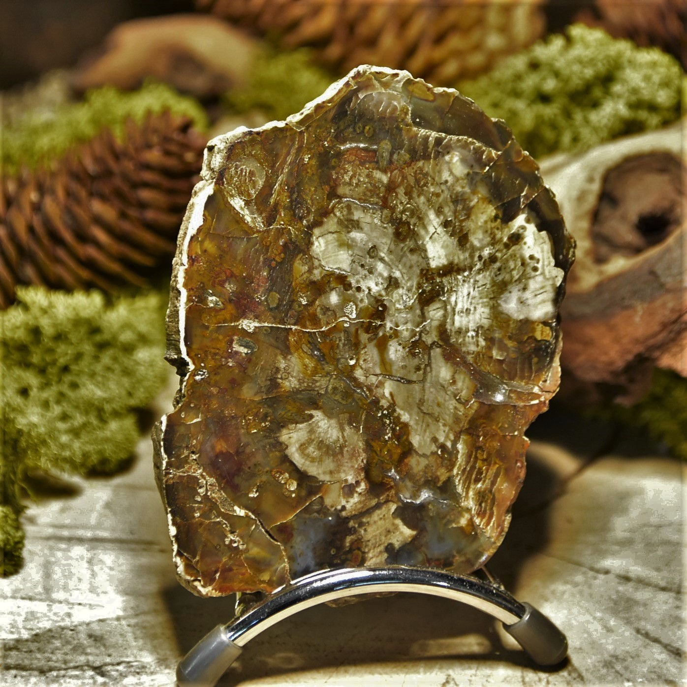 Tranche de Bois fossilisé