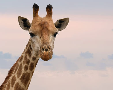 pexels-frans-van-heerden-802112.jpg
