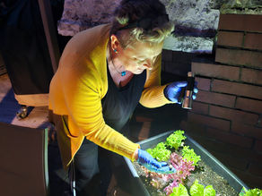 Frühlingserwachen im Hochbeet: Ein Gartenabenteuer mit Schnecken