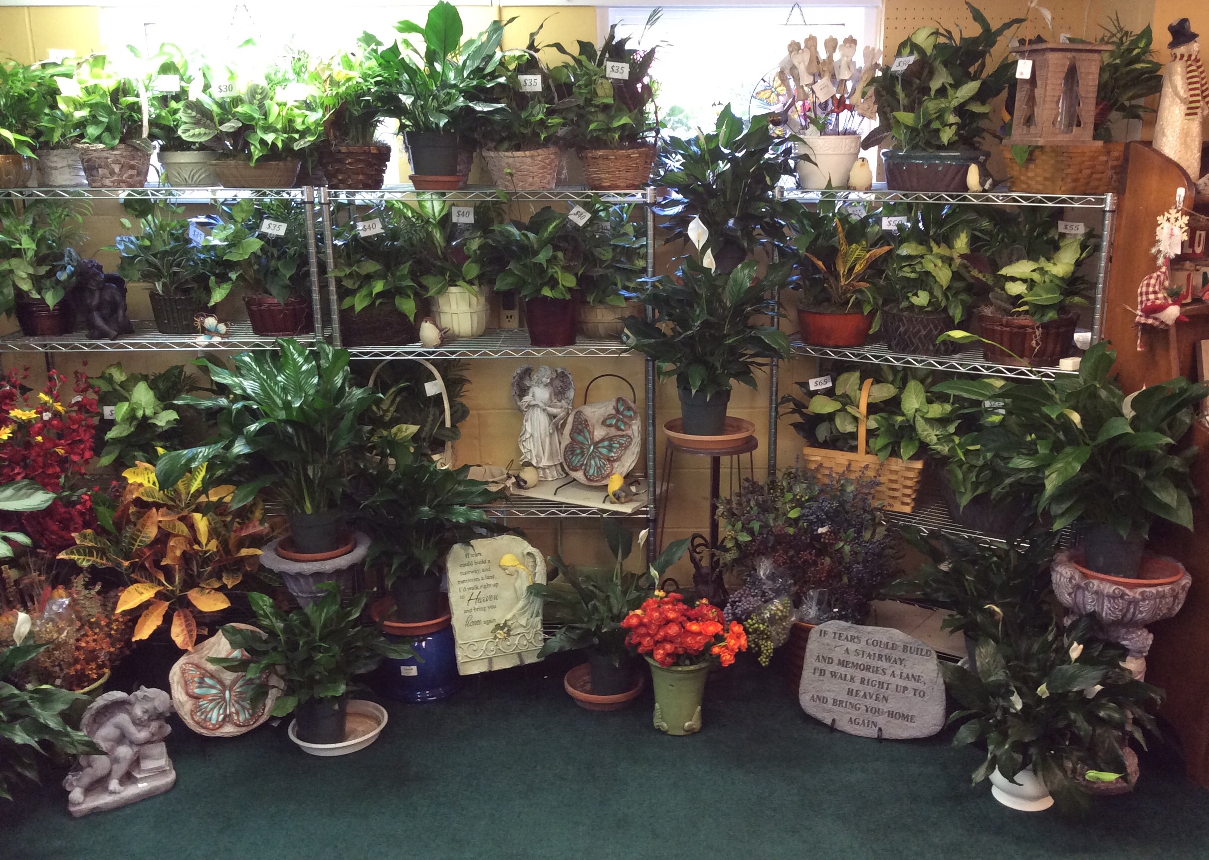 Plants 2