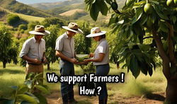 indian avocado nursery_