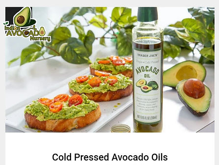 INIDAN  AVOCADO NURSERY.