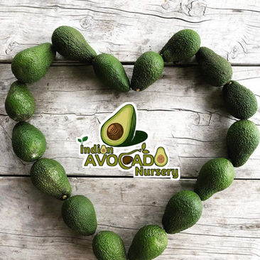 INDIAN AVOCADO NURSERY.jpg