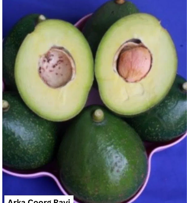 Arka coorg Ravi- indian avocado nursery