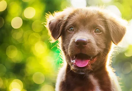 Get Wallpaper Pet Sitter Dog Walker In Cape Coral Fl Wishbone Pet Services For iPhone Free