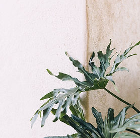 Pink wall green palm tree. good background.jpg
