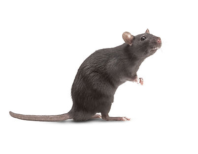 Rat muizen vangen verjagen in Zeeland -