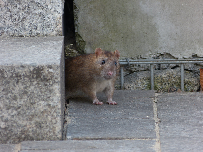 9. muis ratten vangen en verjagen - Zuid