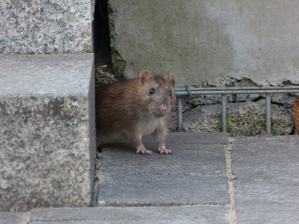 9. muis ratten vangen en verjagen - Zuid