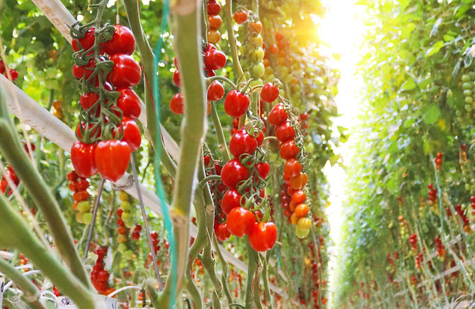 fotografie tomaten - Klopper Media_edited.jpg