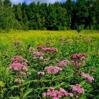 Champ fleuri à Frelighsburg avec des eupatoires pourpres en premier plan, un écosystème florissant favorisant la biodiversité sur le terrain de l'organisme Les Cocagnes.
