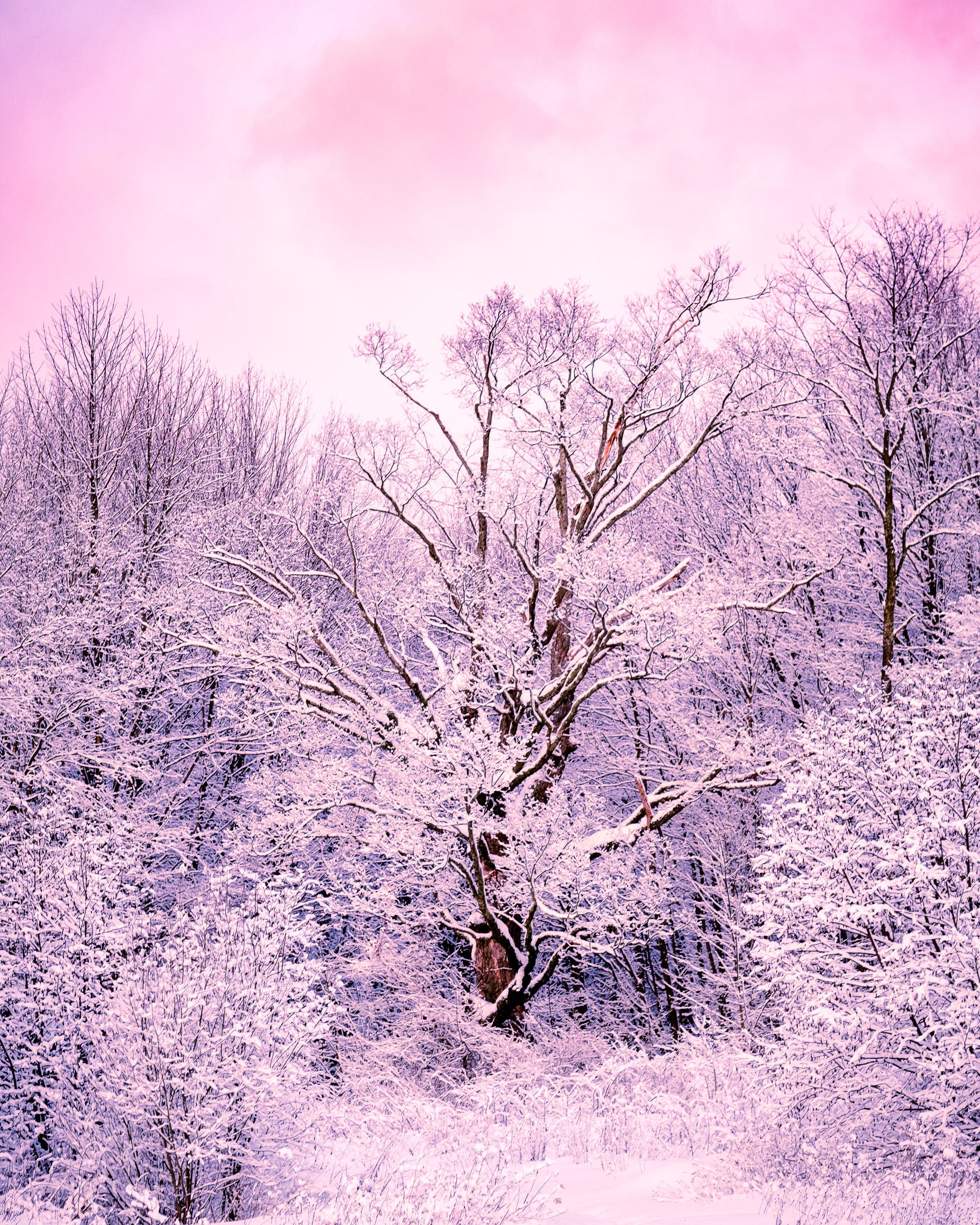 Paysage féerique d’un arbre majestueux couvert de neige sous un ciel rosé hivernal à la ferme collective Les Cocagnes à Frelighsburg
