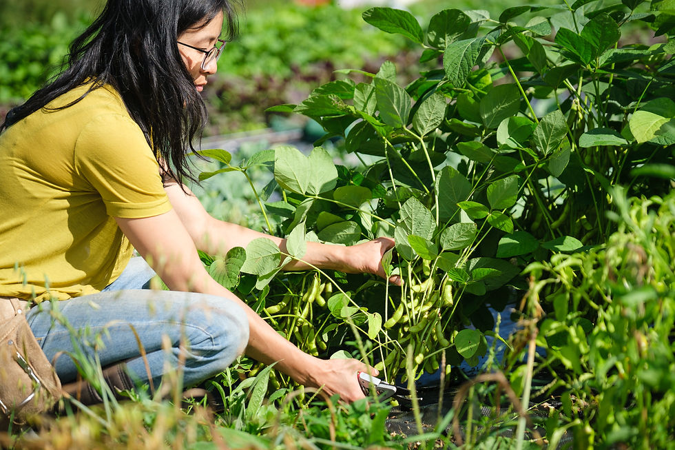 Stephanie Wang récoltant des edamames à la main dans les champs de la ferme Le Rizen à Frelighsburg, par une journée ensoleillée d’été.