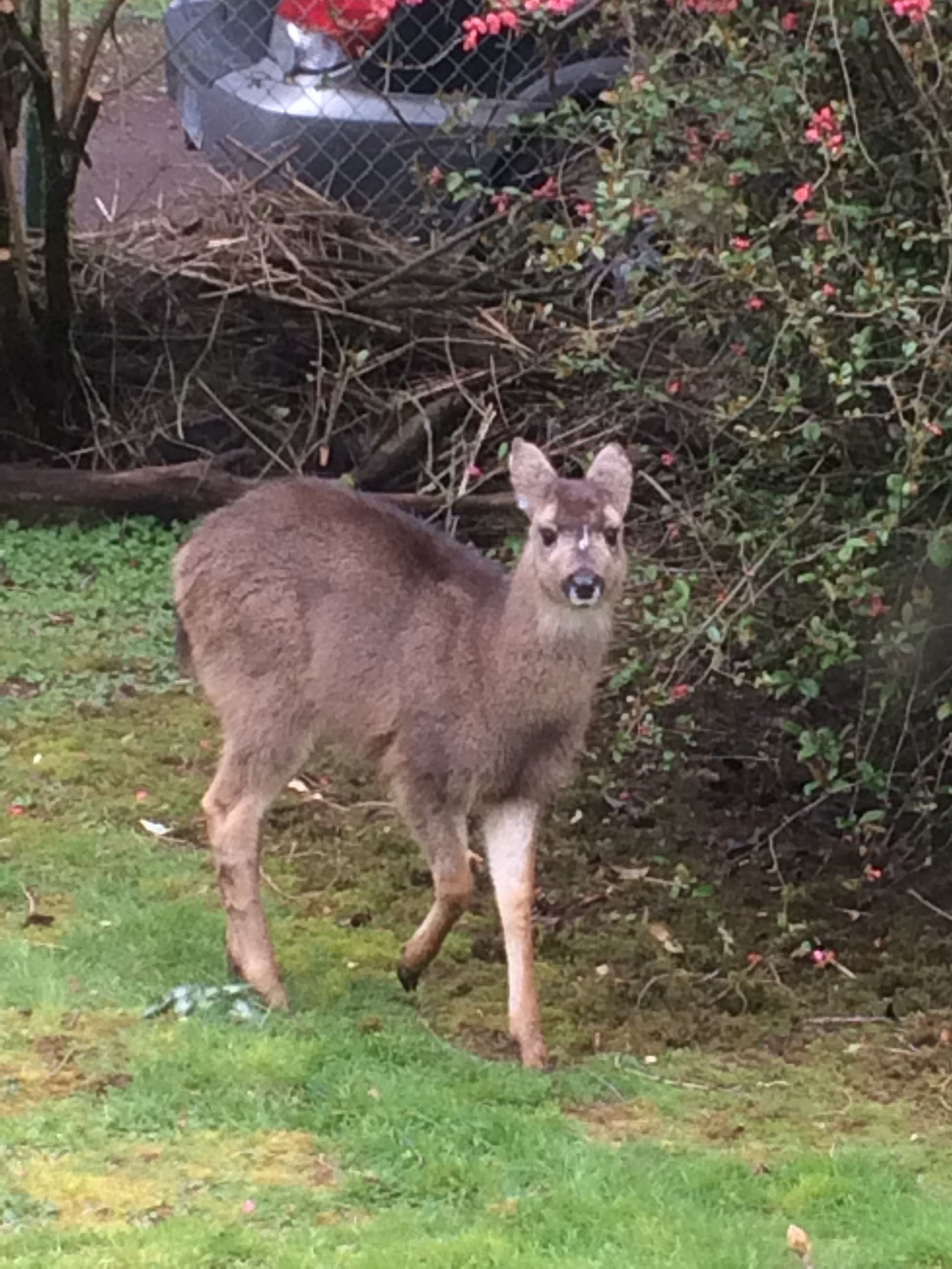 Little deer. 