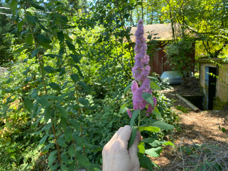 Douglas Spirea flower.