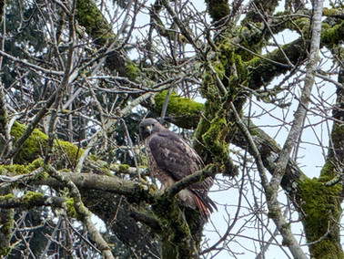 Hawk watches for rodents.