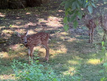 Little fawns.
