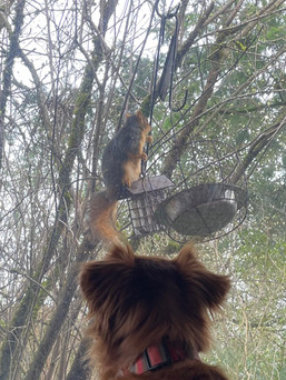 Zorro watches a fat squirrel.