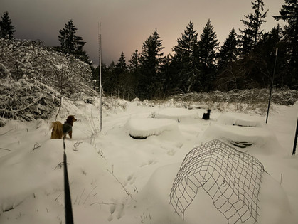 The dogs exploring in the snow.