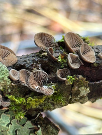 Neat mushrooms on a log.