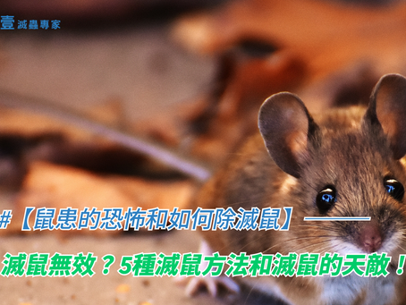 【鼠患的恐怖和如何除滅鼠】———滅鼠無效?5種滅鼠方法和滅鼠的天敵!