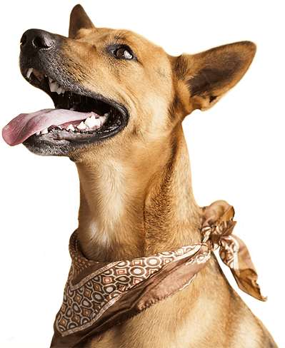 groomax-dog-slider1 (1).png