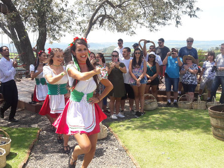 É tempo de Vindima. Vinícolas em festa em quase todo Brasil.