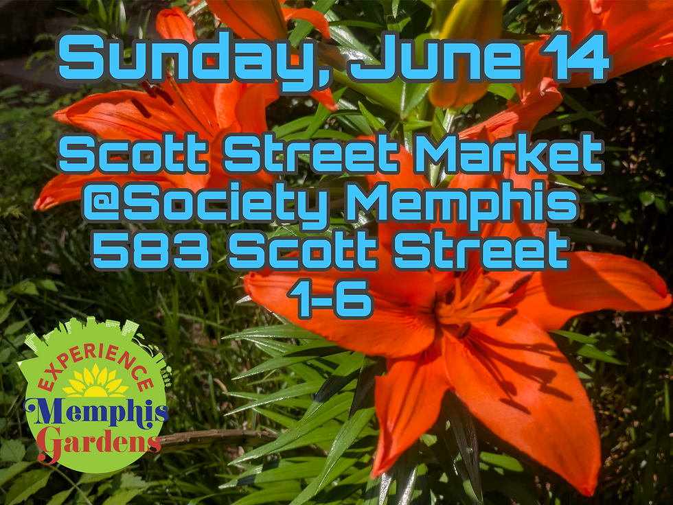 Scott Street Market @ Society Memphis
