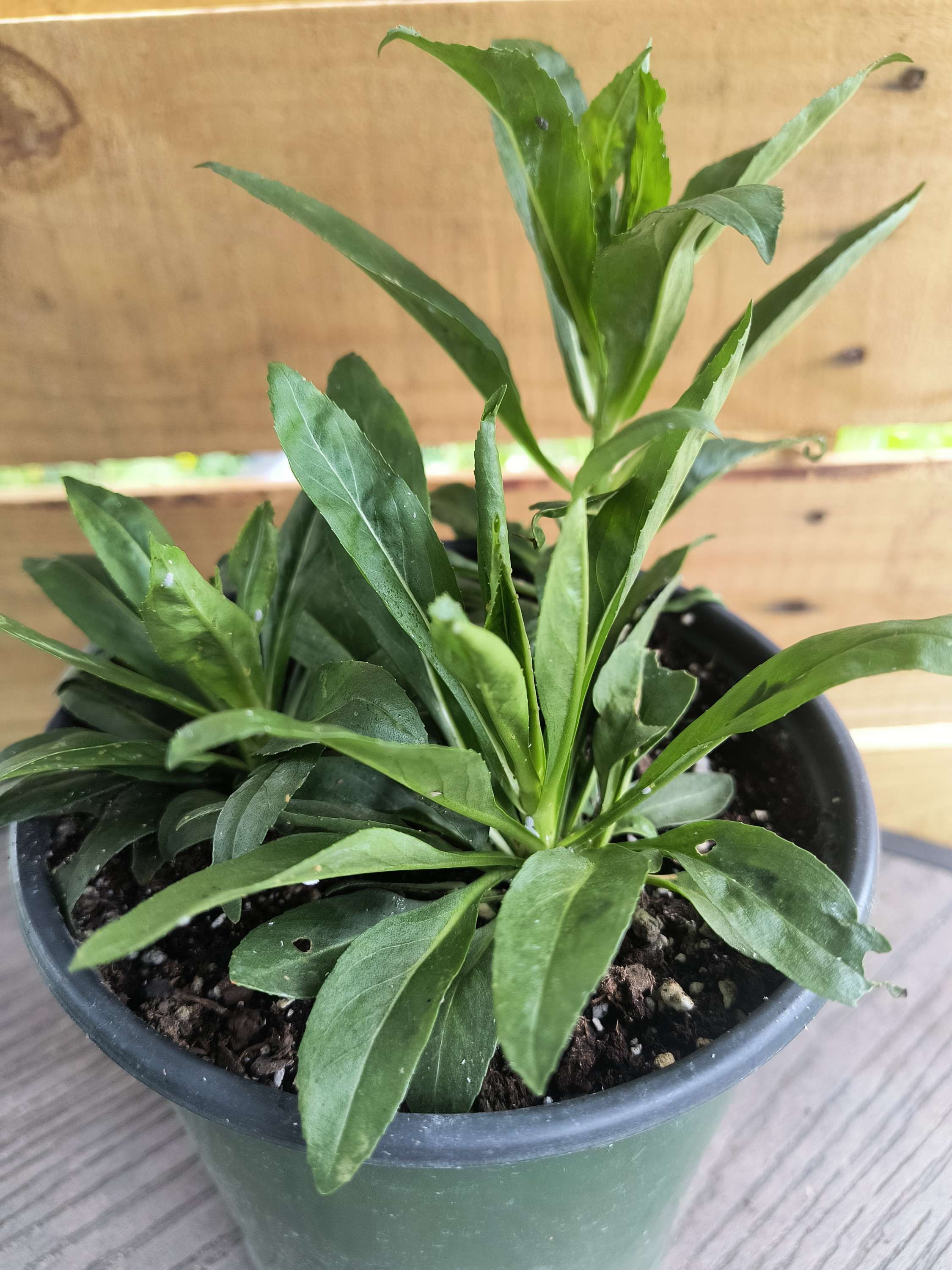 Obedient Plant