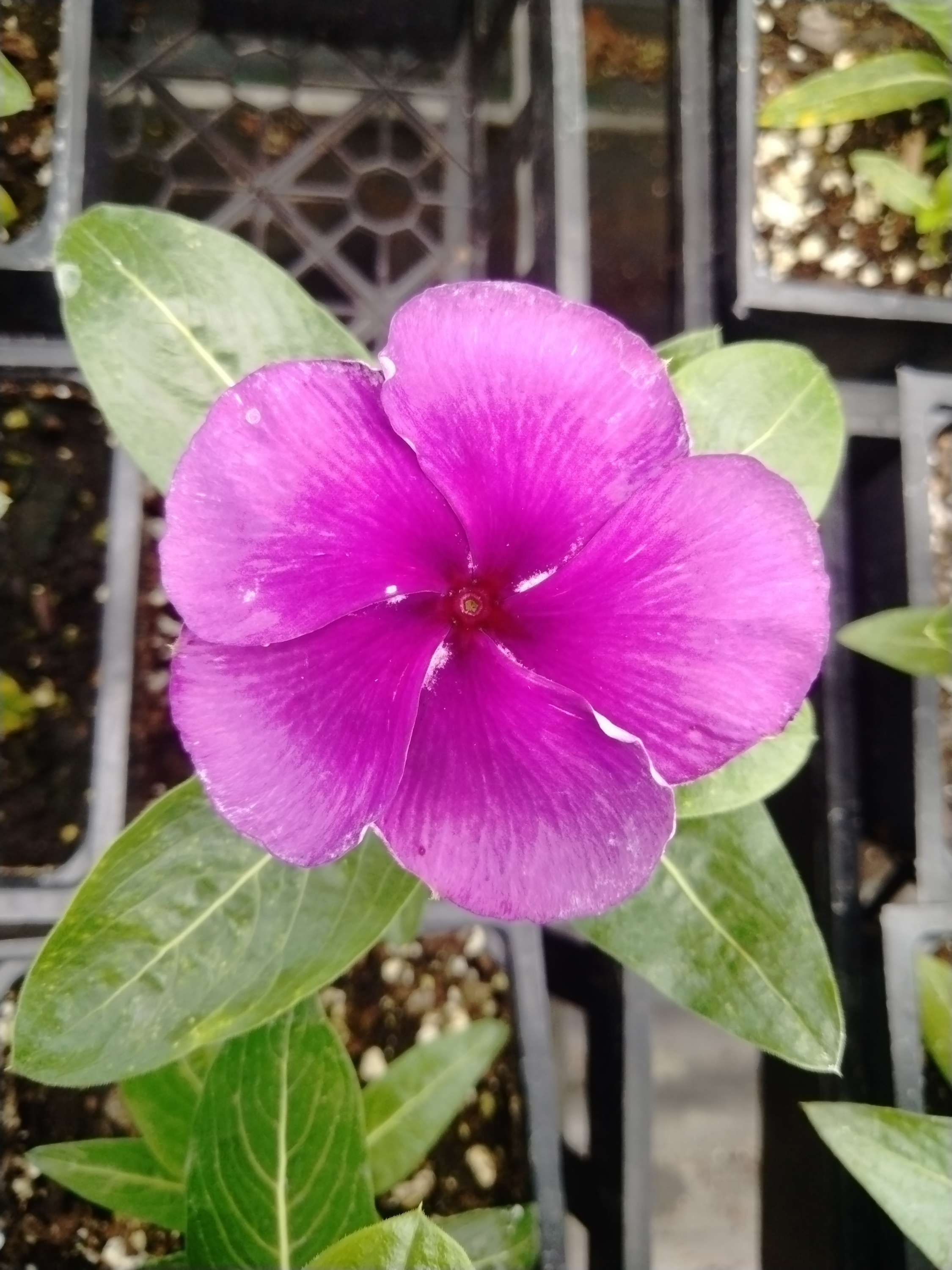 Vinca Tattoo Blueberry