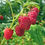 Thumbnail: Raspberries
