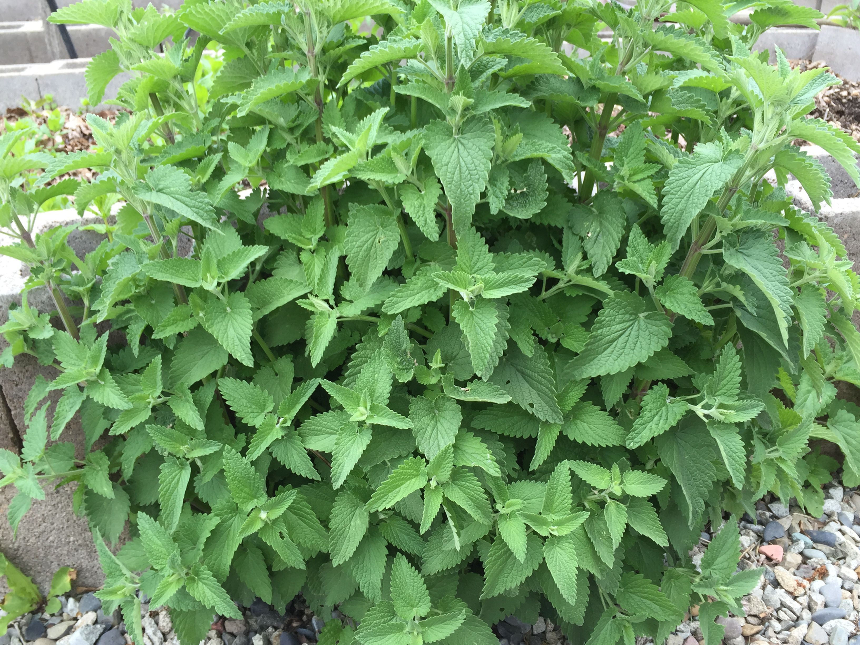 Lemon Balm