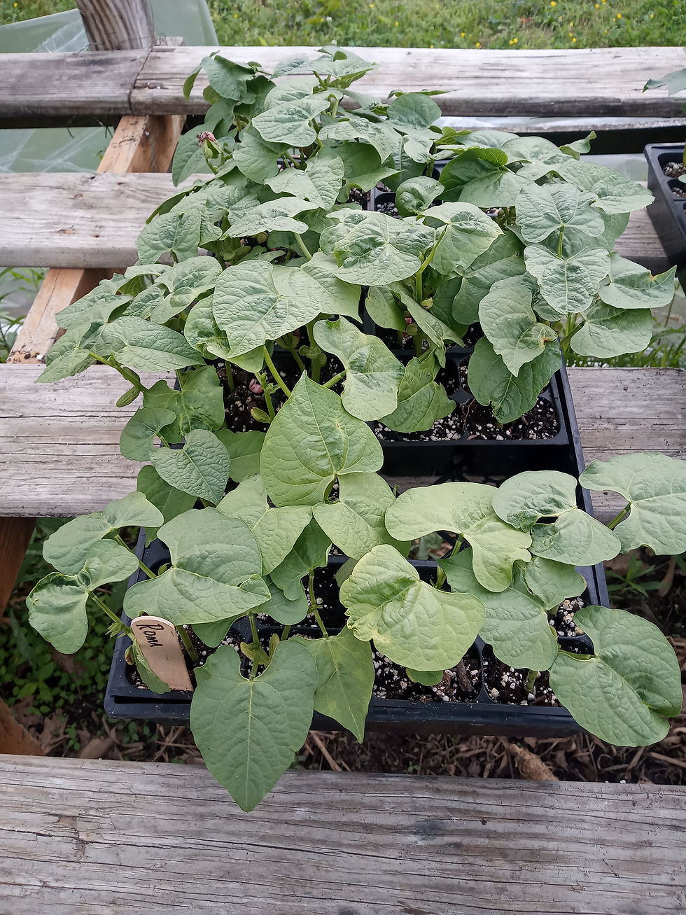 Thumbnail: Roma Bush Bean Plants