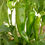 Thumbnail: Anaheim Chile Pepper Plants