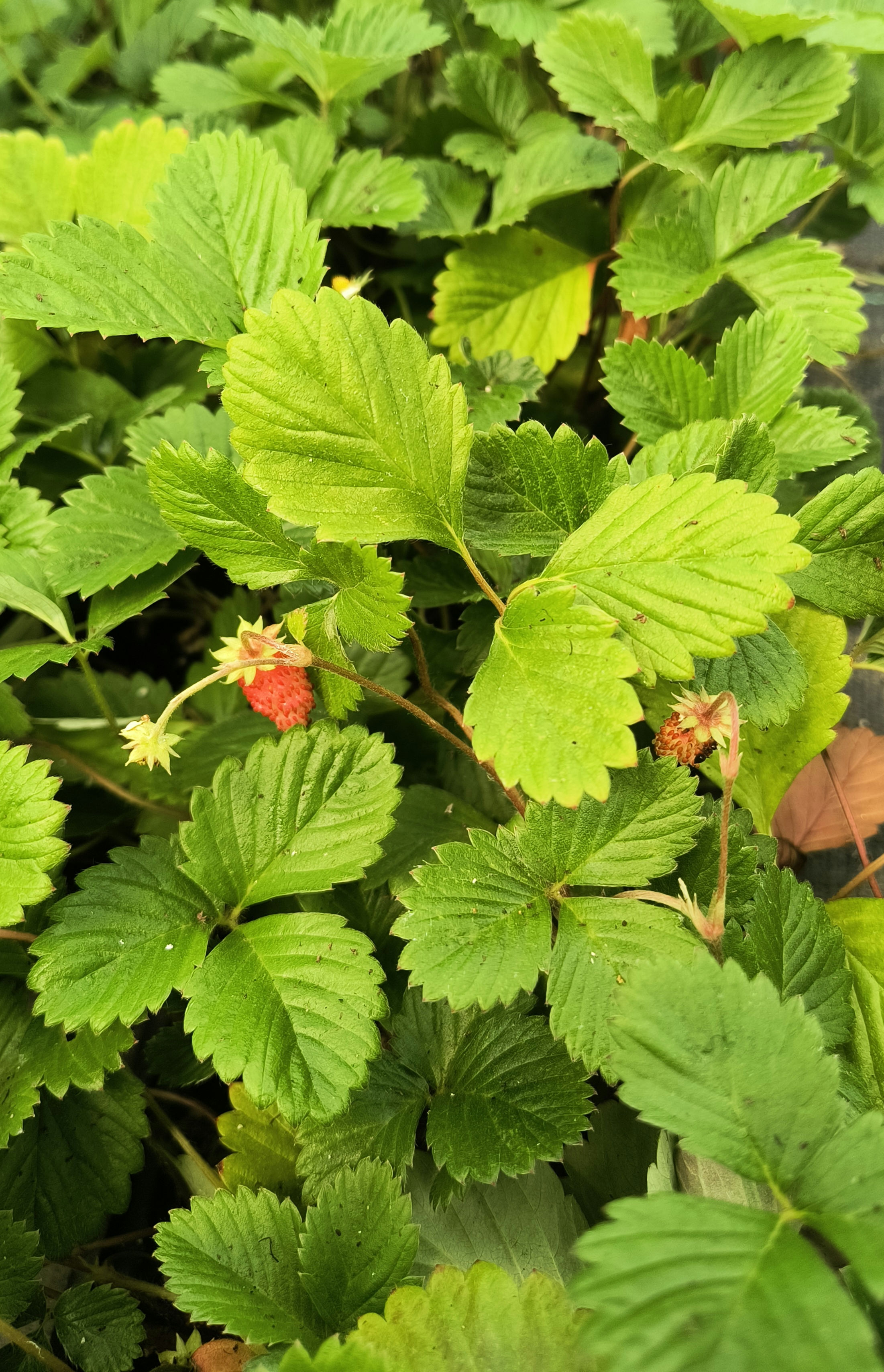 Alpine Strawberry