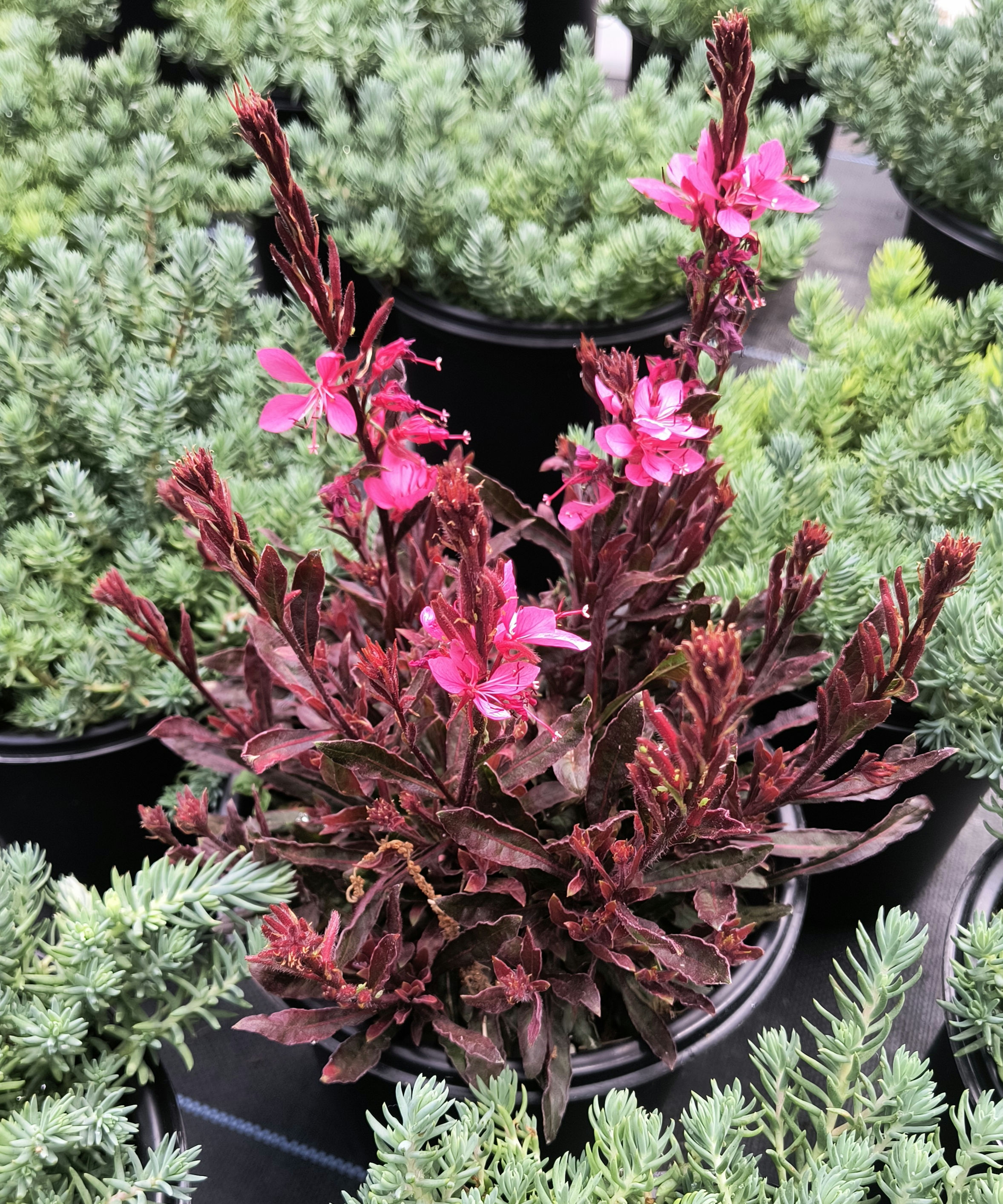 Gaura Crimson Butterfly