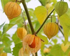 Cape Gooseberry