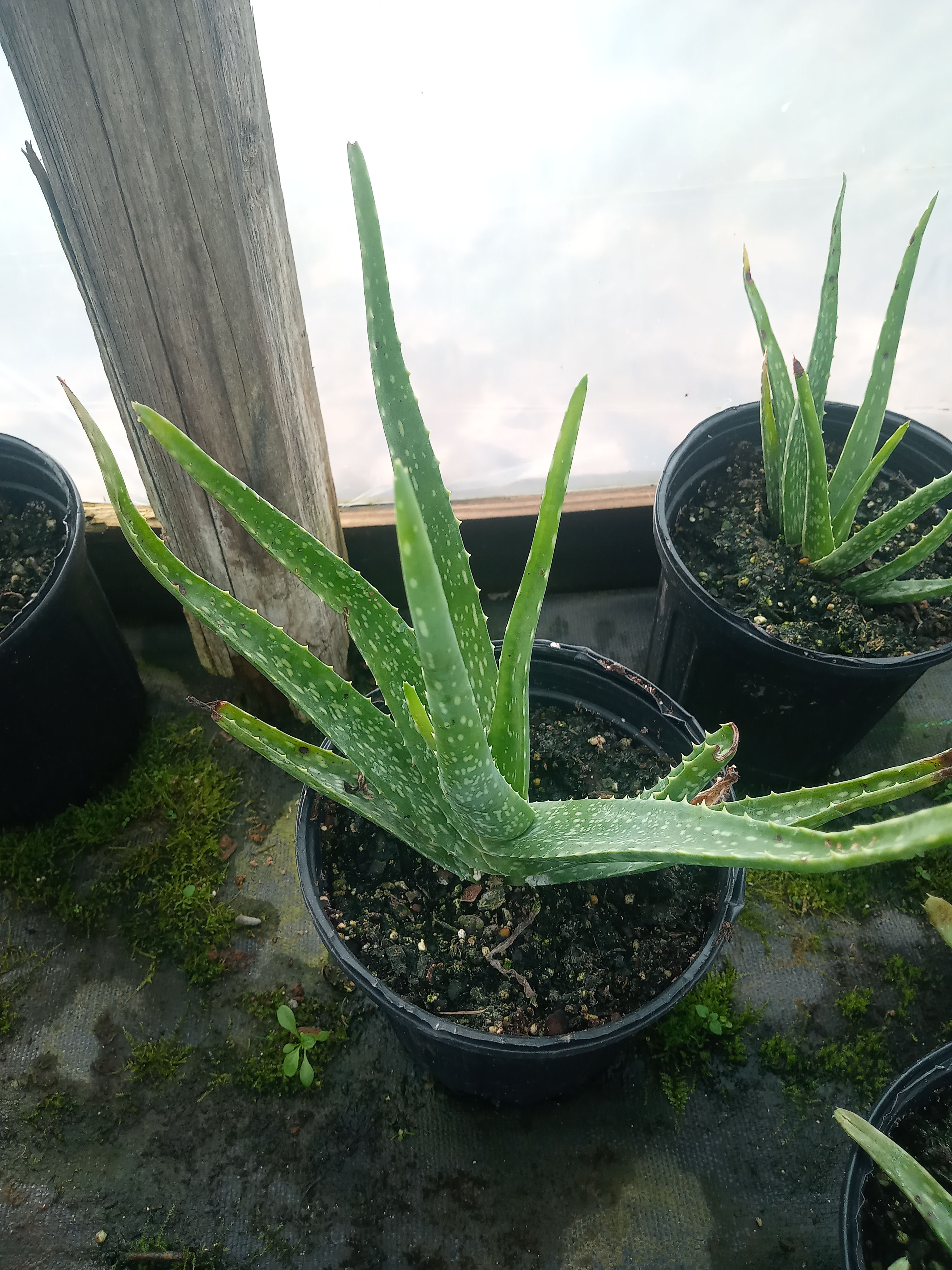 Aloe Vera