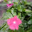 Thumbnail: Vinca Trailing Mix