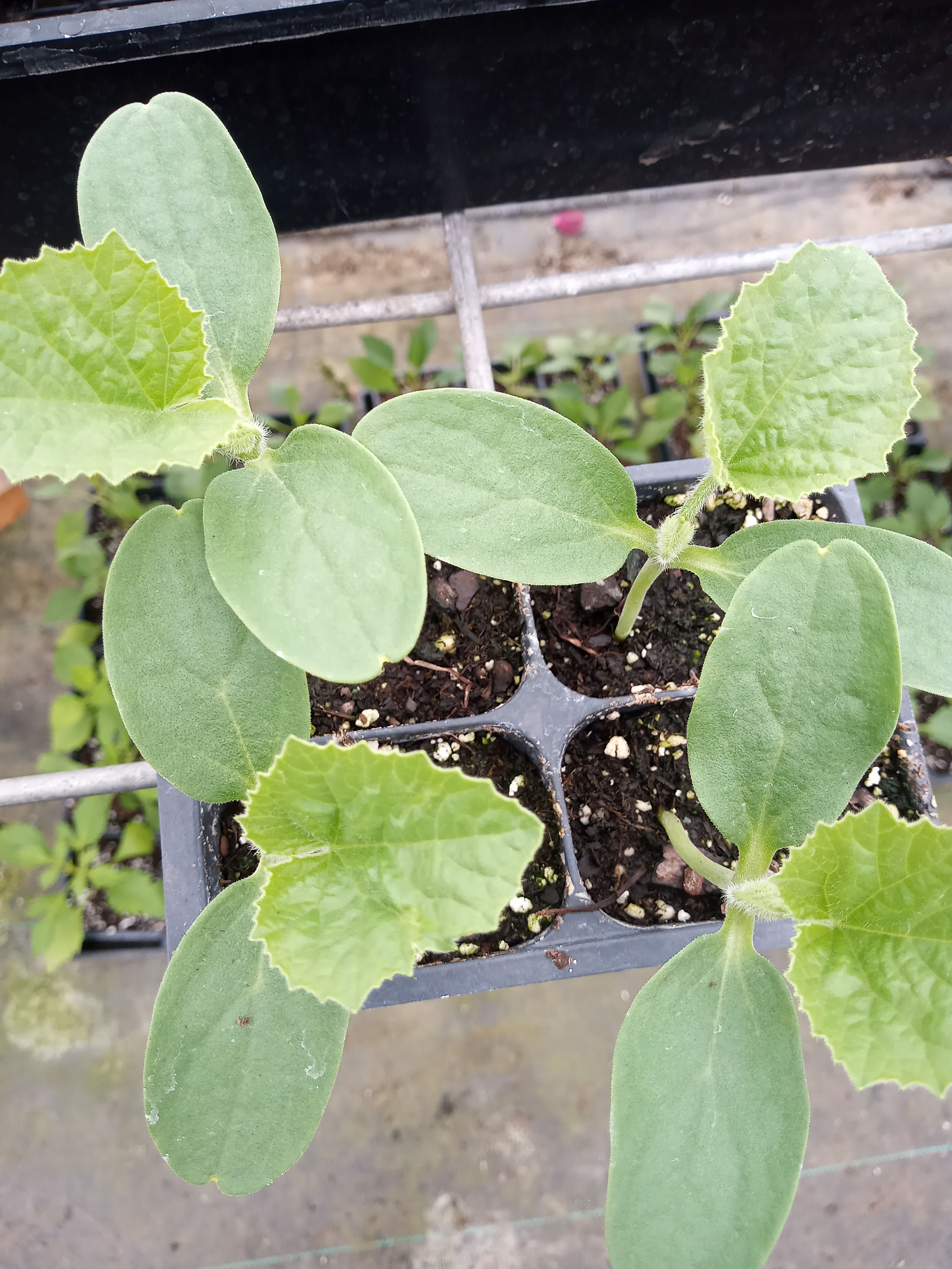 Solstice Cantaloupe Plants
