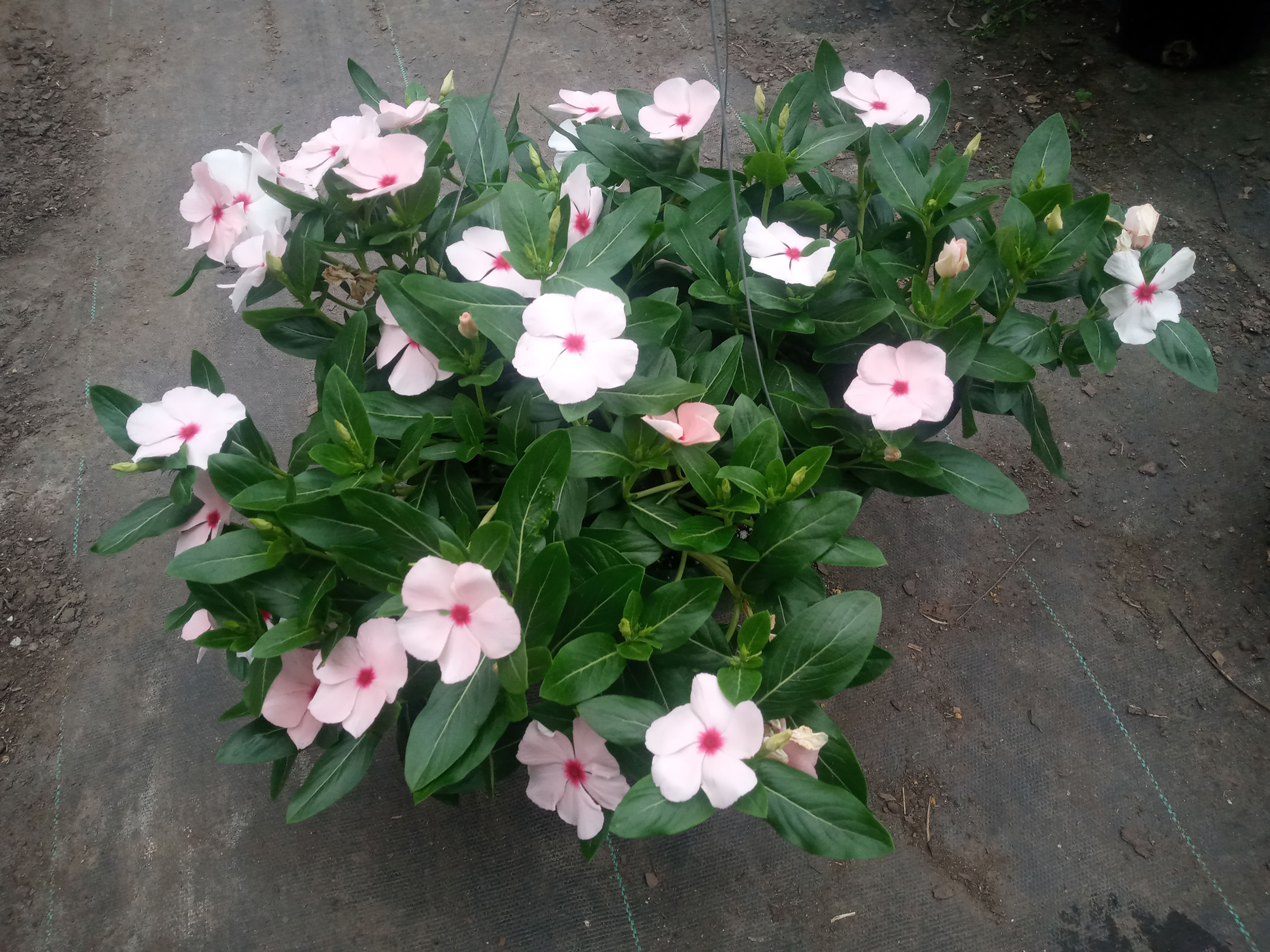 Vinca Trailing Apricot